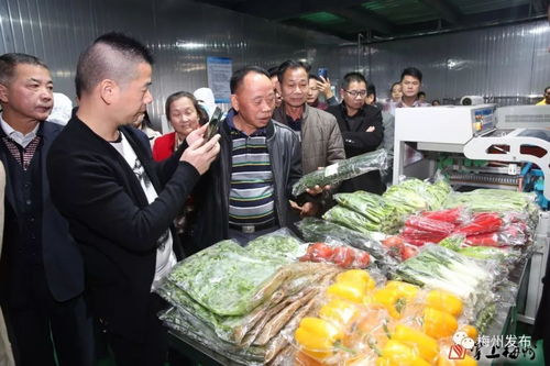汉光超顺净菜加工厂投产，梅州打造大湾区“菜篮子”重要供应基地